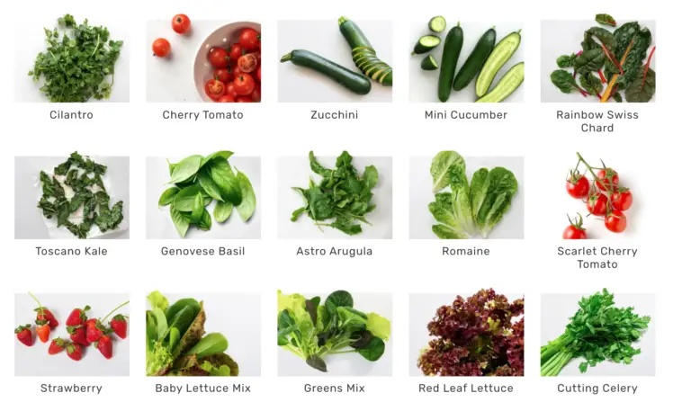 Variety of Seedlings from Lettuce Grow