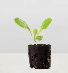 Lettuce Grow Seedling