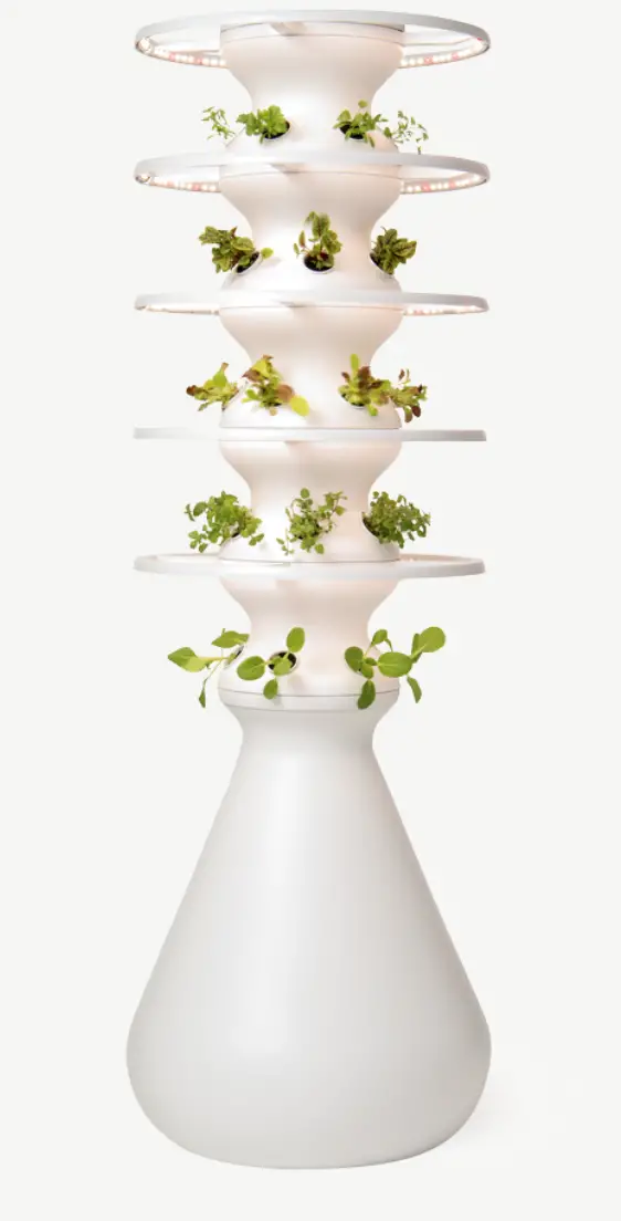 Lettuce Grow Aesthetics