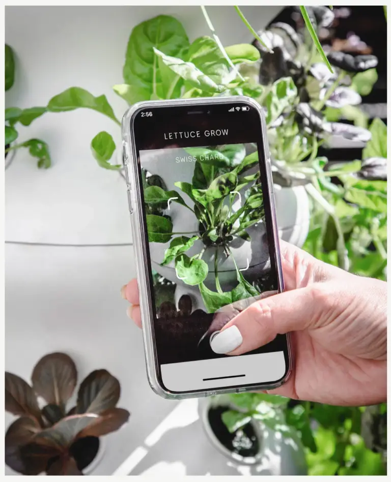 The Lettuce Grow app has a plant identifier!