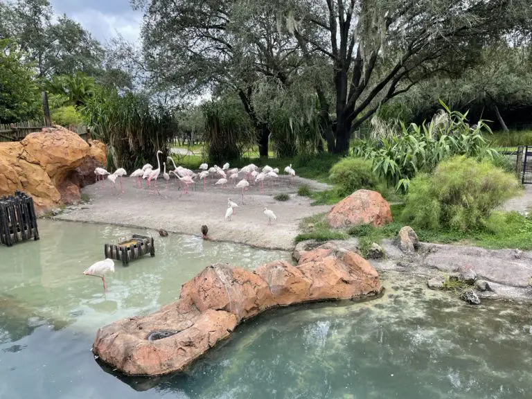 Does animal kingdom lodge have playground flamingos